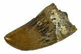 T-Rex (Tyrannosaurus rex) Posterior Tooth - Montana #129368-1